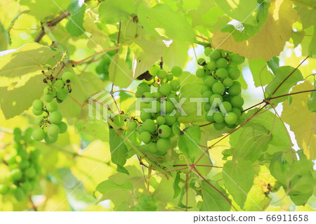 葡萄籽Steuben 葡萄籽Steuben 66911658