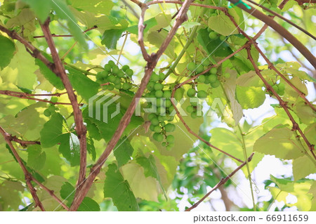 Grape Seed Steuben 66911659