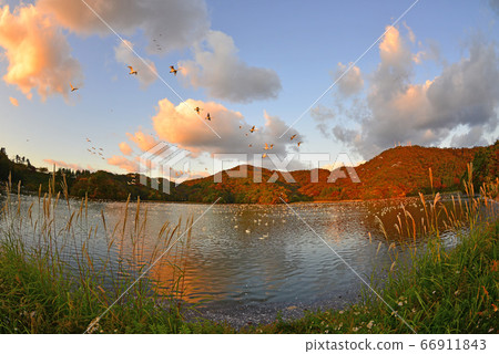 Tsuruoka Swan Tsuruoka Swan 66911843