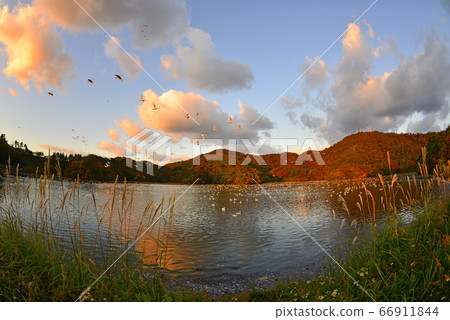 Tsuruoka Swan Tsuruoka Swan 66911844