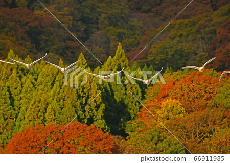 Tsuruoka Swan 66911985