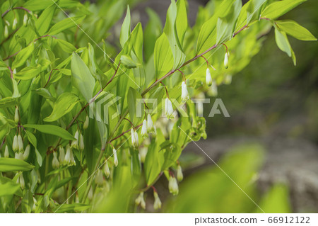 納科蘭（Amadorokoro）的白花 66912122
