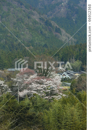 京都大原的櫻花 66912368
