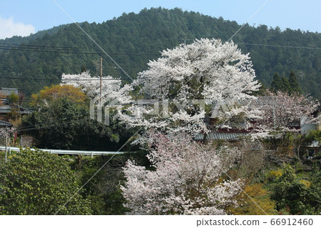 京都大原的櫻花 京都大原的櫻花 66912460
