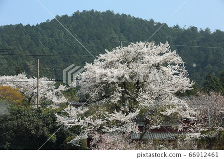 京都大原的櫻花 京都大原的櫻花 66912461