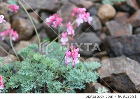 Komakusa Komakusa 66912551