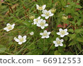 梅花草 66912553