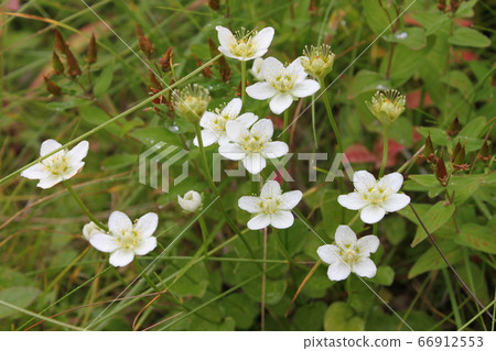 梅花草 梅花草 66912553