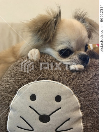 奇瓦瓦州下巴1 66912554