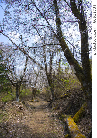 [Yamanashi Chuo City] Yamagami Senbonzakura 66912733