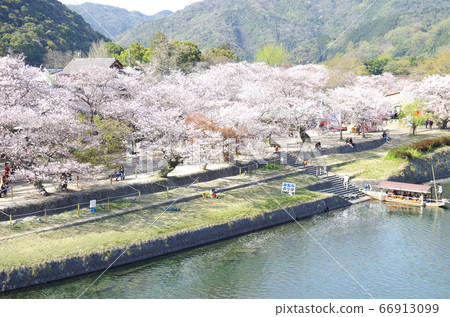 A view of the cherry blossoms along the banks of the Nishiki River 66913099