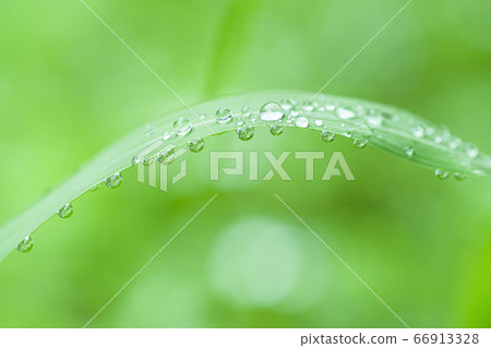 葉子上的雨滴 66913328
