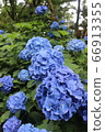 Hydrangea in herb garden 66913355