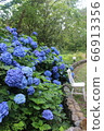 Hydrangea in herb garden 66913356