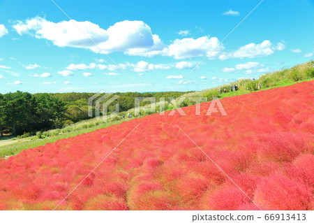Kokia和Akiun 66913413