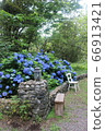 Hydrangea in herb garden 66913421