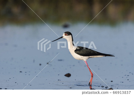 男高蹺鳥 66913837