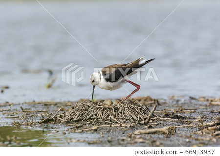 Stilt squirrel holding an egg Stilt squirrel holding an egg 66913937