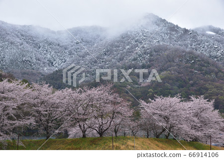 To木市大平町稻草人村的一排櫻花樹和秋山的雪景 66914106