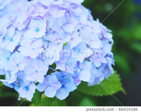 繡球 繡球 66914386