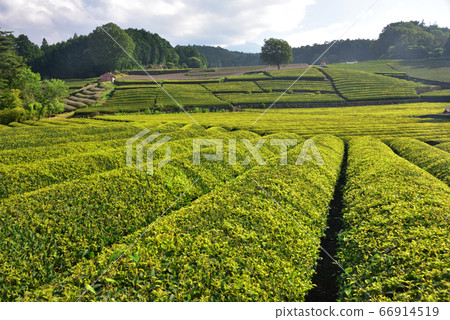 初夏的茶園 初夏的茶園 66914519