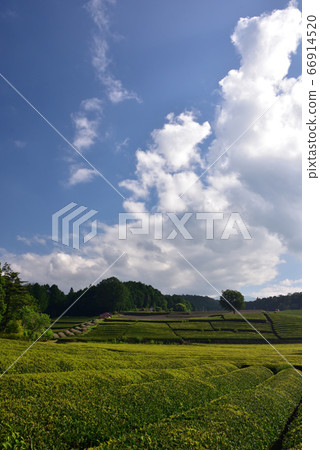 Early summer's tea plantation Early summer's tea plantation 66914520