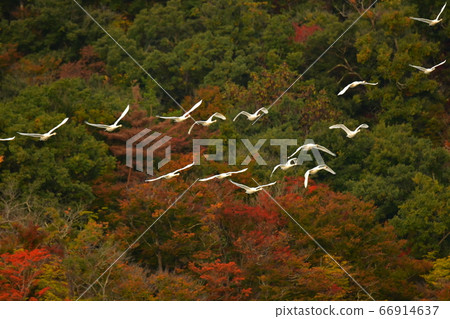 Tsuruoka Swan 66914637