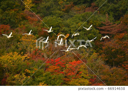 Tsuruoka Swan 66914638