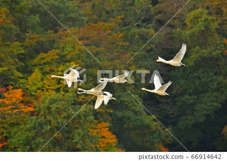 鶴岡天鵝 66914642