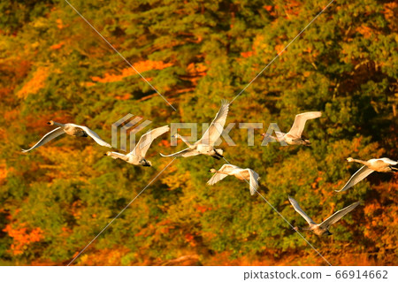 Tsuruoka Swan 66914662