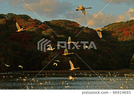 Tsuruoka Swan 66914693