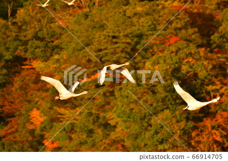 Tsuruoka Swan Tsuruoka Swan 66914705