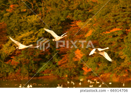 Tsuruoka Swan 66914706