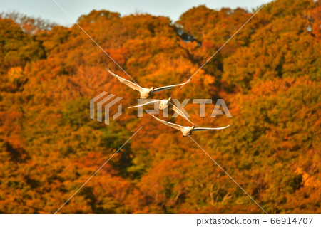 Tsuruoka Swan Tsuruoka Swan 66914707
