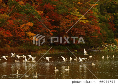 Tsuruoka Swan Tsuruoka Swan 66914751