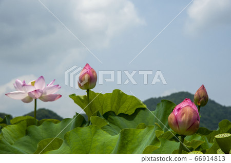 夢幻般美麗的蓮花田 夢幻般美麗的蓮花田 66914813