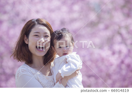 Cherry blossom viewing with family 66914819