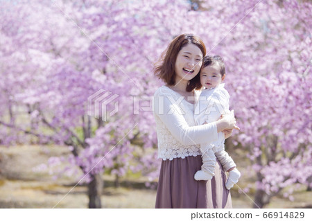 Cherry blossom viewing with family 66914829