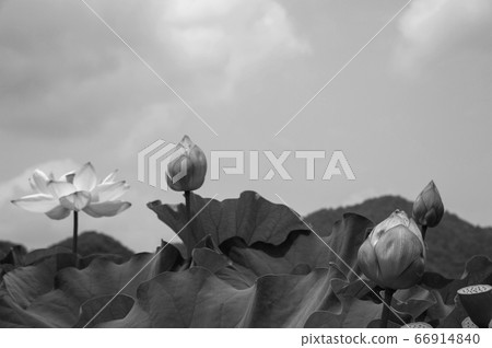 夢幻般美麗的蓮花田 夢幻般美麗的蓮花田 66914840