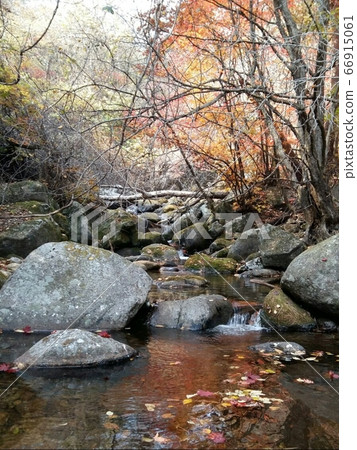 Maple leaves are also on the clear, clean water. Maple leaves are also on the clear, clean water. 66915061