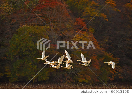 Tsuruoka Swan 66915108