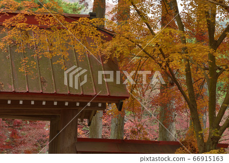 佐野市久久町,久久町的山門和深秋的楓樹 佐野市久久町,久久町的山門和深秋的楓樹 66915163
