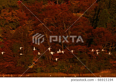 Tsuruoka Swan 66915194