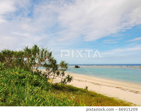 Amami Oshima vividly growing adan and blue sky sea 1 66915209
