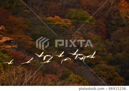 鶴岡天鵝 鶴岡天鵝 66915236
