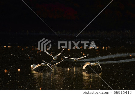 Tsuruoka Swan 66915413