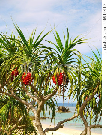 Amami Oshima, vividly growing adan and blue sky, sea 2 66915419