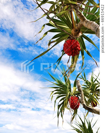 ami美大島生動地生長著阿丹和藍天海4 66915422