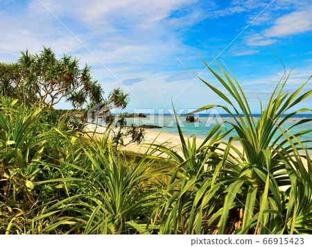 ami美大島生動地生長著丹和藍天海5 66915423