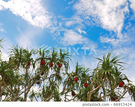 ami美大島生動地生長著阿丹和藍天海6 66915424